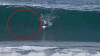 surfista agonizo dos dias solo en una playa y a otro lo persiguio extrana criatura surfista agonizo dos dias solo en una playa y a otro lo persiguio extrana criatura