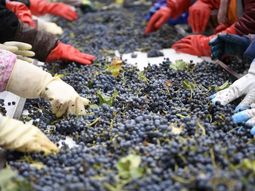 Los viticultores afrontan nuevas plagas, daños de aves y mamíferos. Los viticultores afrontan nuevas plagas, daños de aves y mamíferos.