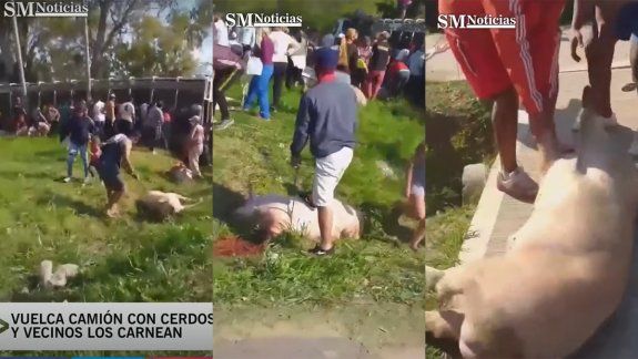 Volcó un camión que transportaba cerdos y vecinos los faenaron