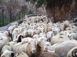 rebanos de ovejas funcionarias combaten la espana vacia rebanos de ovejas funcionarias combaten la espana vacia