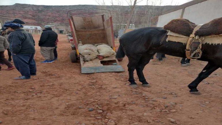 Crianceros de Añelo denuncian matanza de ovejas