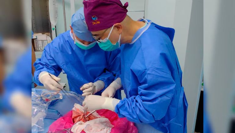 Investigadores chinos trabajan en órganos de cerdo para avanzar en trasplantes interspecies (Jianxing He/Nature Medicine)