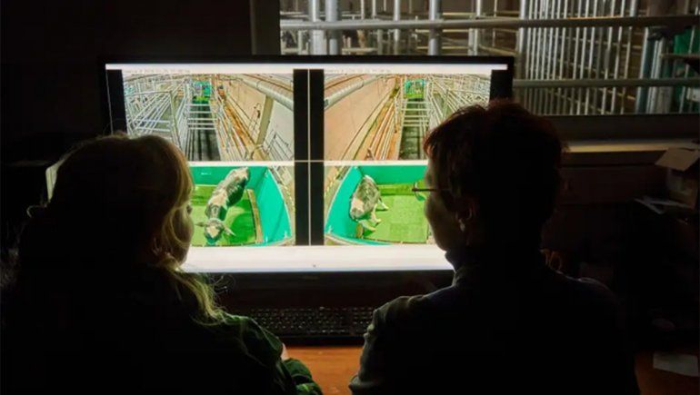 Científicos enseñan a las vacas a ir al baño para reducir su impacto climático