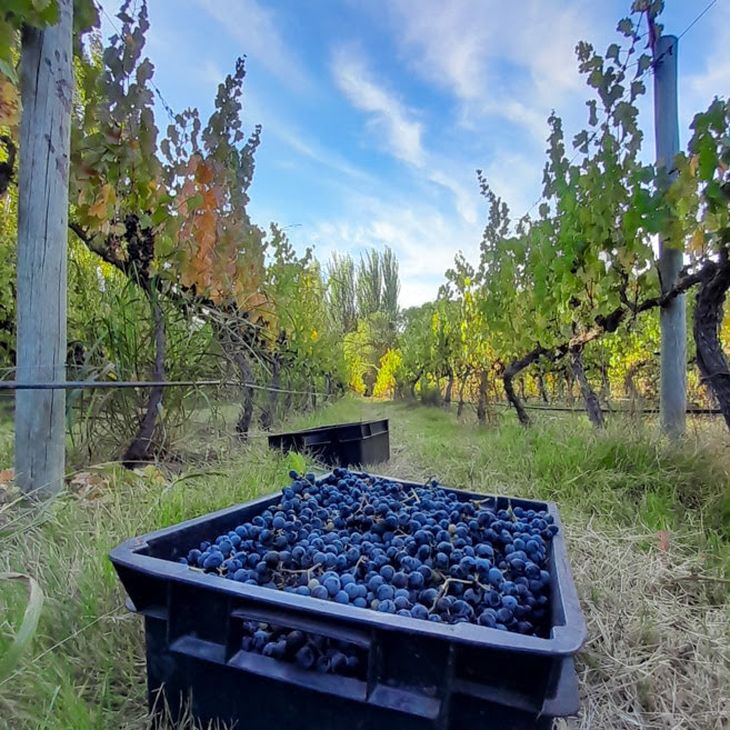Productores de Centenario y Vista Alegre se juntaron. Productores de Centenario y Vista Alegre se juntaron.