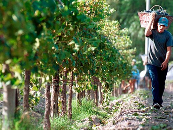 Diferentes entidades presentarán una acción de amparo colectivo ante la Justicia Federal. Foto: ACOVI