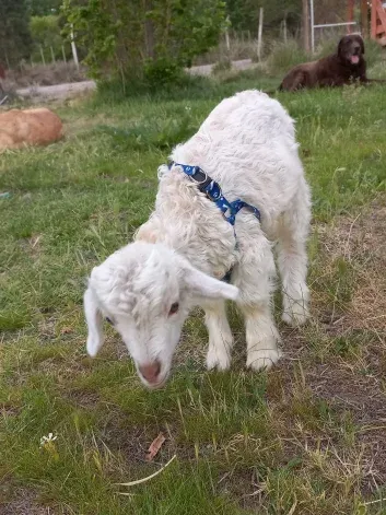 Milton se salvó de ir a parar a la parrilla. Foto gentileza. Milton se salvó de ir a parar a la parrilla. Foto gentileza.
