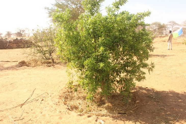 La Gran Muralla Verde recorre 8.000 km desde Senegal hasta Yibuti para frenar el avance del Sahara. La Gran Muralla Verde recorre 8.000 km desde Senegal hasta Yibuti para frenar el avance del Sahara.
