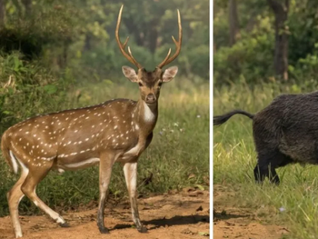Son una especie considerada invasora y con un impacto negativo sobre la producción.