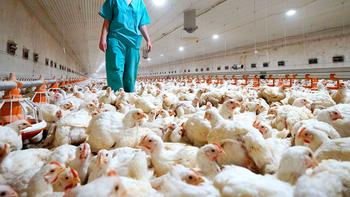 desde el senasa piden encerrar a las aves de traspatio