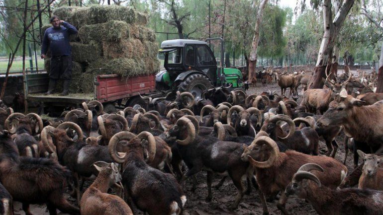 Cierran el Zoo y rematarán el 75% de los animales