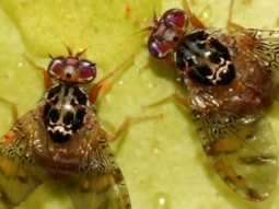 Un informe refleja los beneficios económicos del programa para el control de la mosca de los frutos. Un informe refleja los beneficios económicos del programa para el control de la mosca de los frutos.