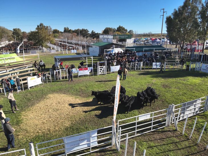 Precios muy atractivos se registraron en los remates. Precios muy atractivos se registraron en los remates.