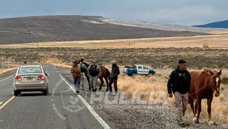 Animales sueltos en rutas de Neuquén: secuestraron 14 caballos en un operativo policial