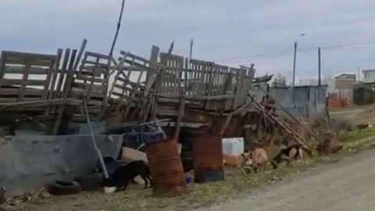 Cinco perros abandonados aterrorizan un barrio: dicen que ya mataron a un potrillo y dos mascotas.