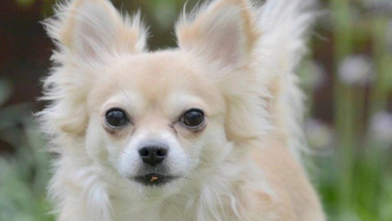 Viral: un perrito podría ser condenado a muerte por morder a una mujer. | Foto: NNP