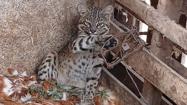 El pequeño gato montes es de una especie común en la zona.