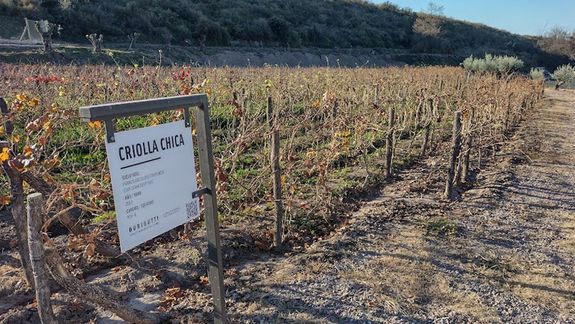 El ascenso tinto de la criolla chica en vinos