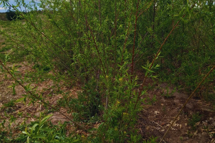 Extensi&oacute;n de producci&oacute;n forestal al agro: &aacute;lamos y sauces como reparos ganaderos, impulsando multiplicaci&oacute;n en condiciones de secano.