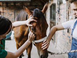 Preocupación en Neuquén por la aparición de nuevos casos de encefalomielitis. Preocupación en Neuquén por la aparición de nuevos casos de encefalomielitis.