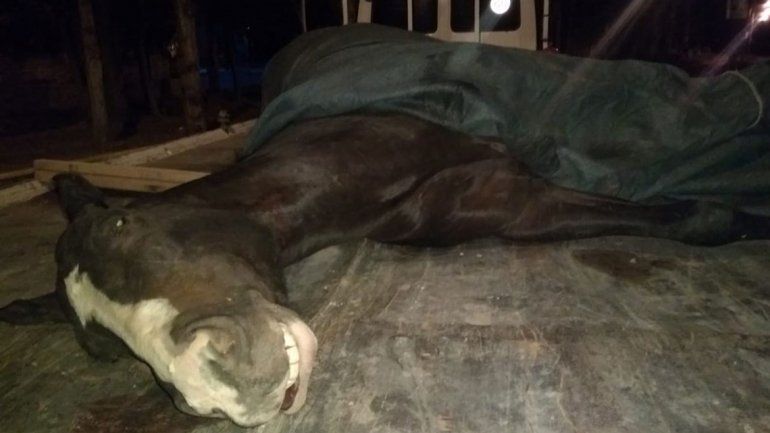 Una yegua dopada murió en pleno clásico en el hipódromo