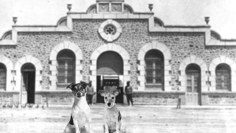 Patente para perros en la vieja capital del territorio