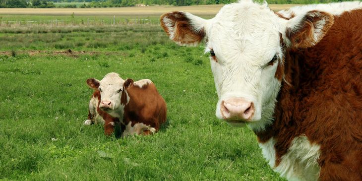 De los 8,75 millones de terneros y terneras que salieron de los campos de cría hasta septiembre, solo el 23 % ingresó directamente a feedlots, comparado con el 24,5 % y 25 % de los últimos dos años. De los 8,75 millones de terneros y terneras que salieron de los campos de cría hasta septiembre, solo el 23 % ingresó directamente a feedlots, comparado con el 24,5 % y 25 % de los últimos dos años.