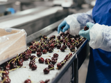 Con más volumen, mejores precios y menor competencia, los productores de Tasmania vivieron un año récord.