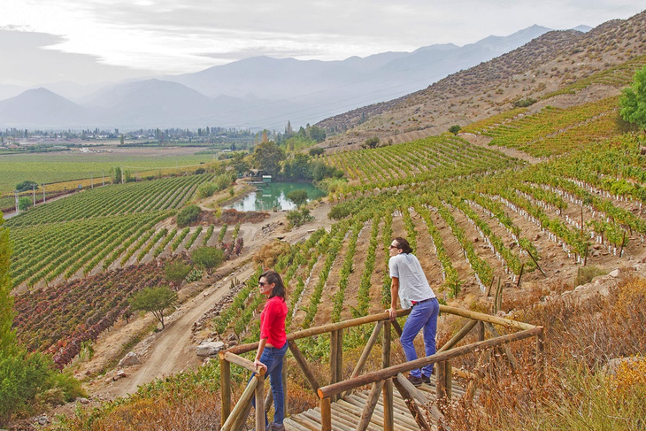 La mayoría del vino que se produce en el país viene de los viñedos históricos al sur de la capital Santiago. Foto: gentileza. La mayoría del vino que se produce en el país viene de los viñedos históricos al sur de la capital Santiago. Foto: gentileza.
