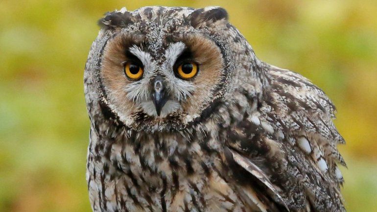 Soñar con búhos: conocé qué significa