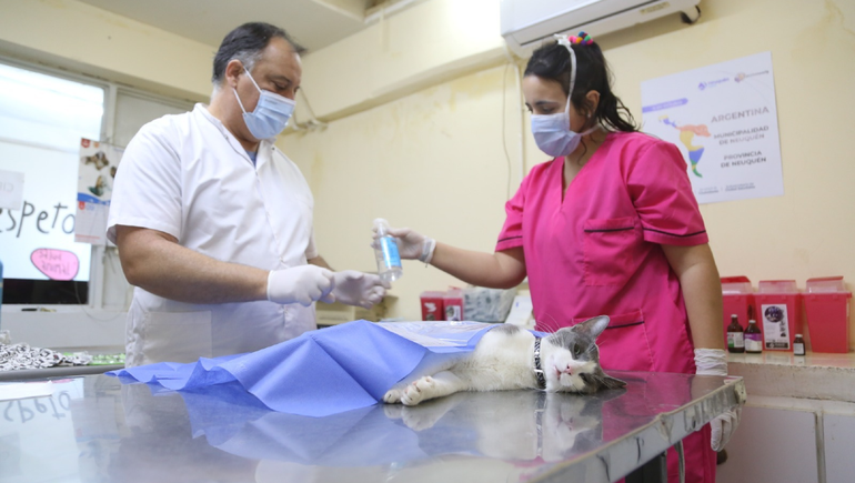 Veterinarios esterilizando un gato