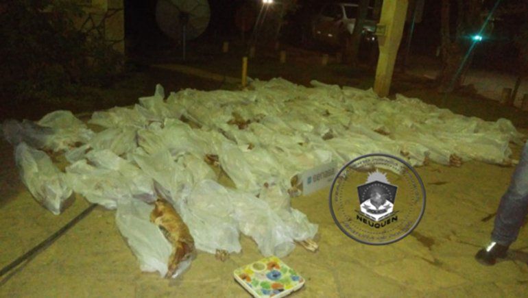 Rincón: en dos operativos secuestran 138 chivos faenados