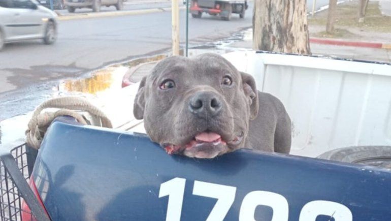 Ataque múltiple de un perro pitbull en Centenario: ¿Tendrá rabia?
