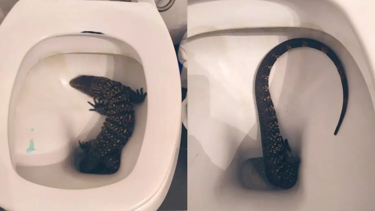 Susto en La Plata: fue al baño y encontró un lagarto en su inodoro