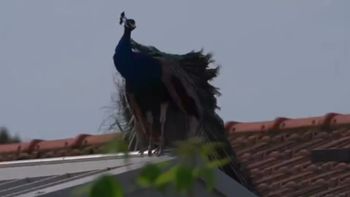 La presencia de los pavos reales se intensificó en los últimos años en el pueblo de Italia afectado por esta situación. La presencia de los pavos reales se intensificó en los últimos años en el pueblo de Italia afectado por esta situación.