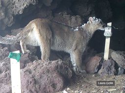 El puma, en el centro del debate. El puma, en el centro del debate.