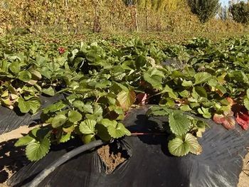 Los productores de fruta fina, que usan riego por goteo, podrán acceder hasta un 30% de reducción en sus facturas del Epen.