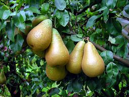 La menor cosecha de peras, una oportunidad para la oferta del hemisferio sur. La menor cosecha de peras, una oportunidad para la oferta del hemisferio sur.