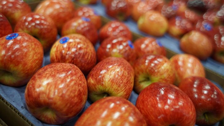 Desde Trevisur señalaron que las pérdidas provocadas por el granizo generaron un fuerte faltante de manzanas de alta calidad, un factor que hoy condiciona las ventas y el abastecimiento.