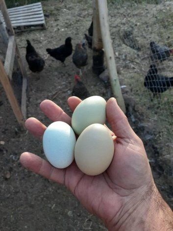 Huevos de gallinas araucanas.