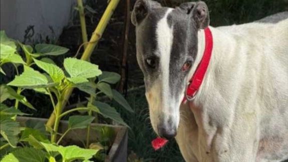 La galga que fue rescatada por la policía de Chubut en un control de rutina en la ruta: venían con dos ovejas y un cordero robados, y la perra en el baúl.