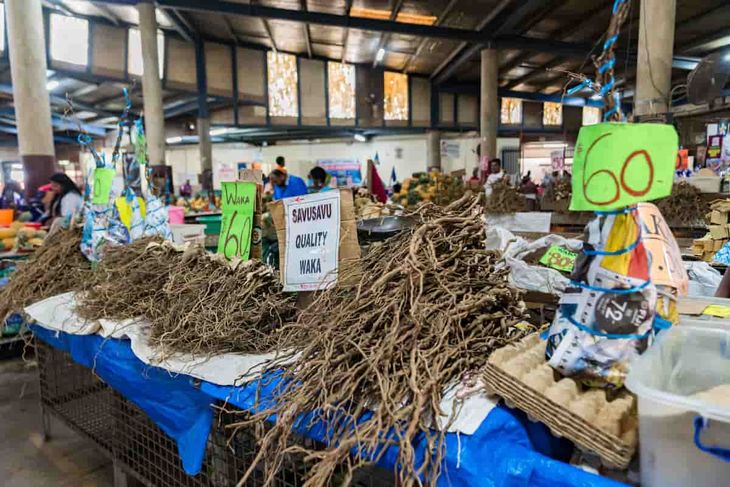 La venta de raíces de kava esta creciendo en la mayor parte de los mercados del Pacífico. La venta de raíces de kava esta creciendo en la mayor parte de los mercados del Pacífico.