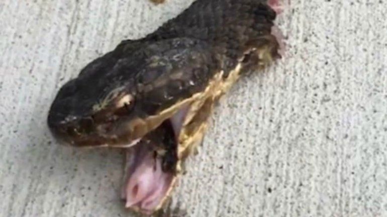 Decapitó a una cascabel y casi lo mata la cabeza