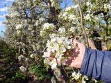 Las chacras del Valle están con una muy buena floración en peras.