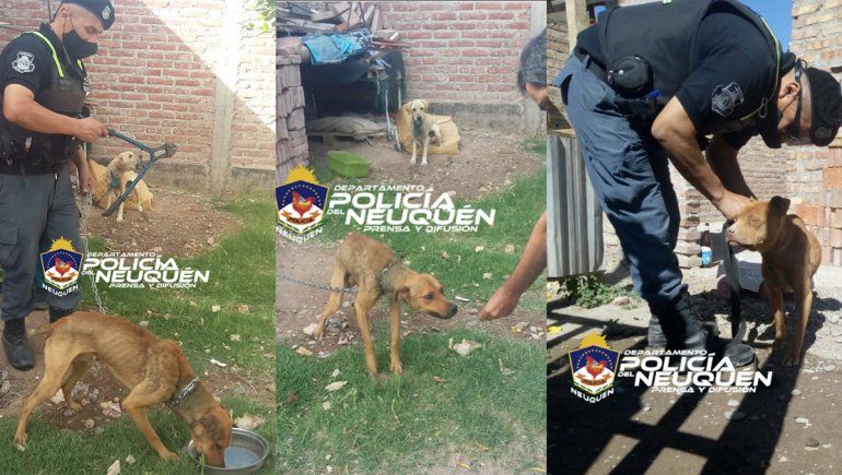 No paran de rescatar perros desnutridos y maltratados