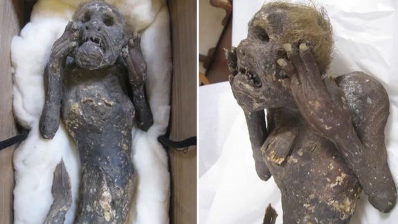 El misterio de la sirena momia con rostro humano