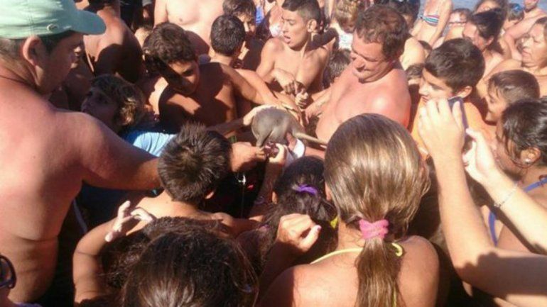 Sacaron a un delfín del mar y lo mataron por sacarse una selfie