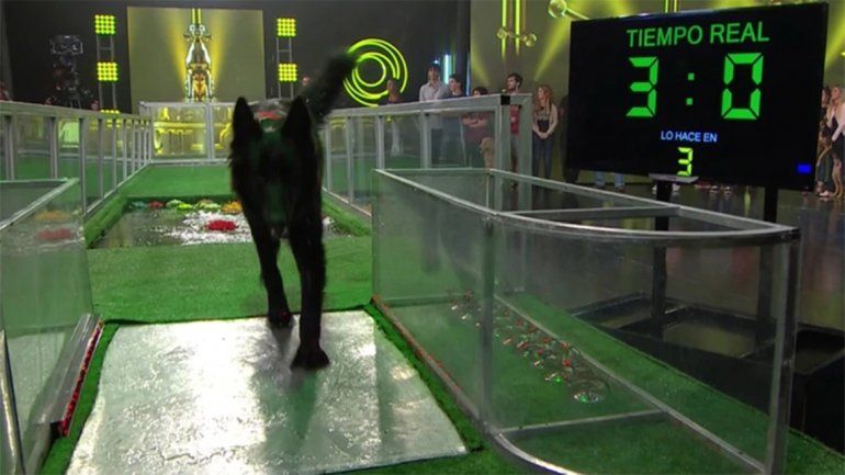 Adoptaron un perro y les hizo ganar un millón de pesos