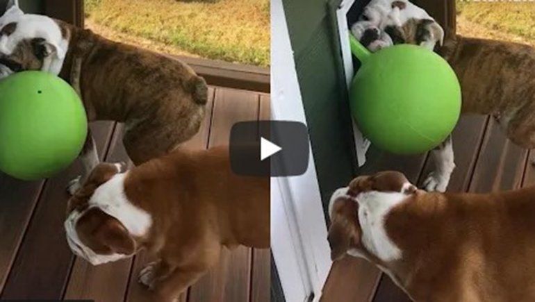 Este perro no deja de sumar reproducciones en YouTube