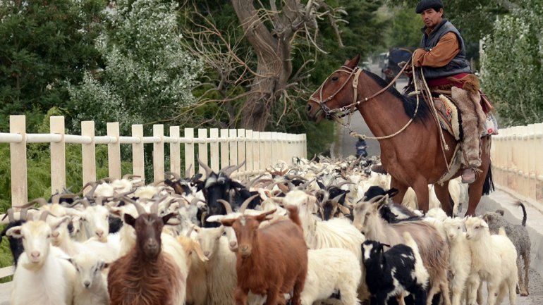 Para acceder a las distintas líneas de crédito que otorga a los productores el Ministerio de Economía, Producción e Industria de la provincia de Neuquén, es preciso acreditar la afectación ante la autoridad de aplicación. Para acceder a las distintas líneas de crédito que otorga a los productores el Ministerio de Economía, Producción e Industria de la provincia de Neuquén, es preciso acreditar la afectación ante la autoridad de aplicación.