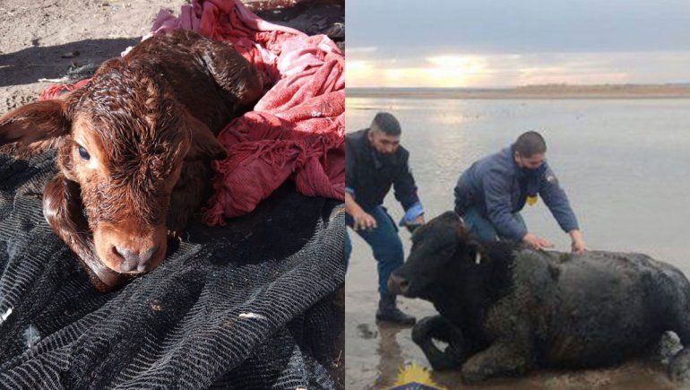La insólita historia de la vaca de Picún Leufú: de casi morir ahogada a dar a luz